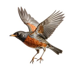 American Robin in Flight, Isolated on White