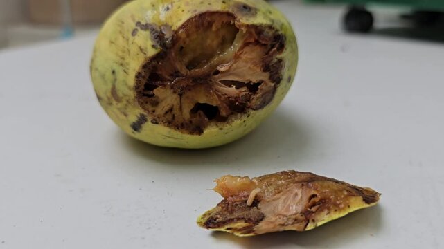 White worms are burrowing into almost rotten ripe mangoes. Flies lay eggs in the fruits, causing damage to agricultural crops. fly larvae feed on fruit, crawl inside the fruit. Wormy mango.