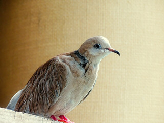 Ring necked dove bird