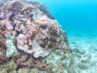 高海水温が続いているのでサンゴの白化現象が起きている。
美しい巨大なルリサンゴ（キクメイシ科）とフタマタハマサンゴ（ハマサンゴ科）他の群生。
英名学名：Leptastrea purpurea, 
Porites heronensis
Porites Lutea
東京都伊豆諸島式根島-2024
