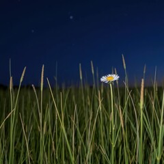 Obraz premium A delicate wildflower blooms solo amidst the tall grasses of an open grassland at dusk under starry night sky, open grassland, dark blue background