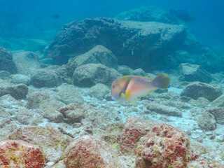 大きく美しいイラ（ベラ科）。
英名学名：Scarbreast Tuskfin (Choerodon...