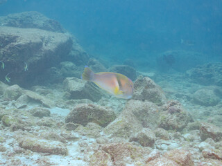 Fototapeta premium 大きく美しいイラ（ベラ科）。 英名学名：Scarbreast Tuskfin (Choerodon azurio) 東京都伊豆諸島式根島-2024 