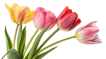 Naklejka premium Tulips. PNG.