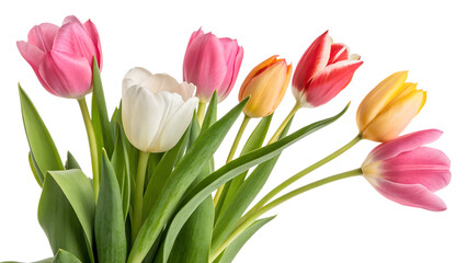 Fototapeta premium Tulips. PNG.
