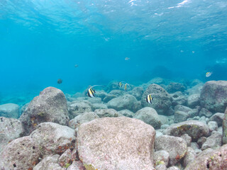 美しいツノダシ（ツノダシ科）の小群他。
英名学名：Moorish Idol (Zanclus cornutus)
東京都伊豆諸島式根島-2024
