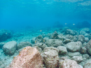 美しいツノダシ（ツノダシ科）の小群他。
英名学名：Moorish Idol (Zanclus cornutus)
東京都伊豆諸島式根島-2024
