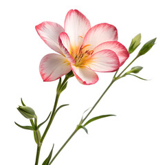 Fototapeta premium Flower. PNG.