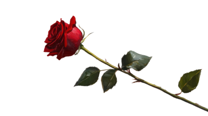 Single red rose with green leaves, isolated on a white background, perfect for romantic or floral themes.