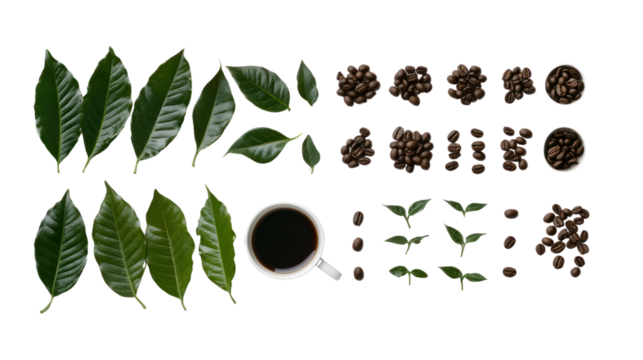 Coffee beans, leaves, and cup arranged neatly on a white background, showcasing the elements of coffee production. - Powered by Adobe
