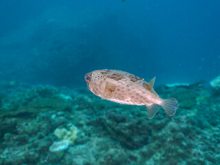 美しいハリセンボン（ハリセンボン科）。
英名学名：Balloon Porcupinefish...