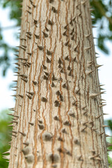 A ceiba tree bark covered in spikes