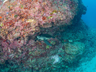 岩場で休む美しく大きなアオウミガメ（ウミガメ科）。
英名学名：green sea turtle (Chelonia mydas, family Turtles)
東京都伊豆諸島式根島-2024
