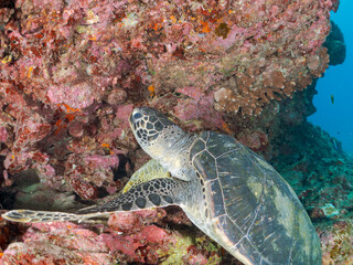岩場で休む美しく大きなアオウミガメ（ウミガメ科）。
英名学名：green sea turtle (Chelonia mydas, family Turtles)
東京都伊豆諸島式根島-2024
