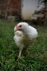 chicken on the grass