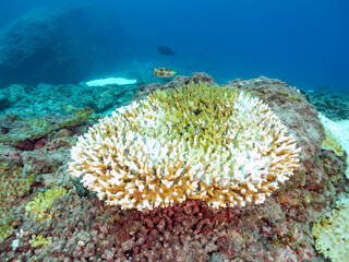 サンゴの白化現象
テーブルサンゴのフタスジリュウキュウスズメダイ、ミツボシクロスズメダイ、ヤリカタギ幼魚他
英名学名：Reticulated Dascyllus,Dascyllus reticulatus
Chevron Butterflyfish,Chaetodon trifascialis
Threespot dascyllus,Dascyllus trimaculatus
南伊豆中木ヒリゾ浜