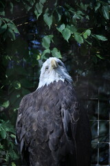 American bald eagle tilting head