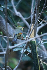 Red-Billed Leiothrix Small Bird on Branch