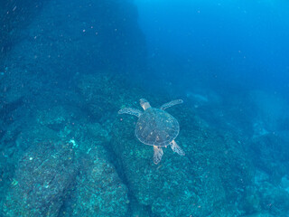Fototapeta premium ゆったり泳ぐ美しく大きなアオウミガメ（ウミガメ科）。 英名学名：green sea turtle (Chelonia mydas) 東京都伊豆諸島式根島-2024 