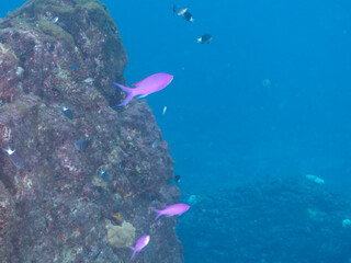 Obraz premium 素晴らしいサンゴ礁の美しいハナゴイ（ハタ科）の群れ他。 英名学名：Purple queen, Amethyst anthias (Pseudanthias pascalus) 東京都伊豆諸島式根島-2024 