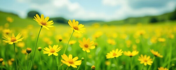 Obraz premium Yellow wildflowers swaying in the breeze amidst green grass, meadow, yellow, field