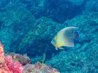 美しく大きなサザナミヤッコ（キンチャクダイ科）他。
英名学名：Zebra angelfish (Pomacanthus semicirculatus)
東京都伊豆諸島式根島-2024
