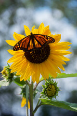 Monarch butterfly on a sunflower