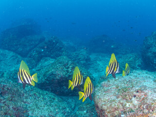 美しく大きなテングダイ（カワビシャ科）他の群れ。
英名学名：Banded boarhead (Striped boarfish) 
東京都伊豆諸島式根島-2024
