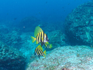 美しく大きなテングダイ（カワビシャ科）他の群れ。
英名学名：Banded boarhead (Striped boarfish) 
東京都伊豆諸島式根島-2024
