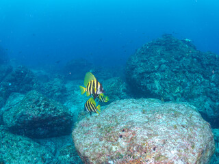 美しく大きなテングダイ（カワビシャ科）他の群れ。
英名学名：Banded boarhead (Striped boarfish) 
東京都伊豆諸島式根島-2024
