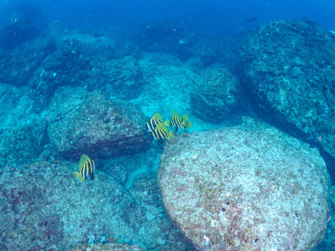 美しく大きなテングダイ（カワビシャ科）他の群れ。
英名学名：Banded boarhead (Striped boarfish) 
東京都伊豆諸島式根島-2024
