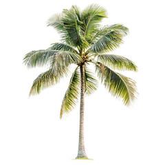 Isolated palm tree, against a transparent background, evoking the tropical beauty of a beach paradise and island vibes.