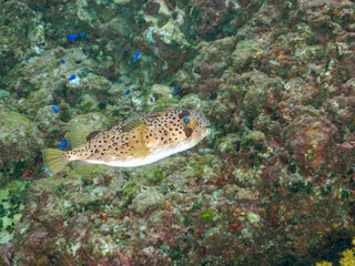 美しいハリセンボン（ハリセンボン科）。
英名学名：Balloon Porcupinefish (Diodontidae)

東京都伊豆諸島式根島-2024
