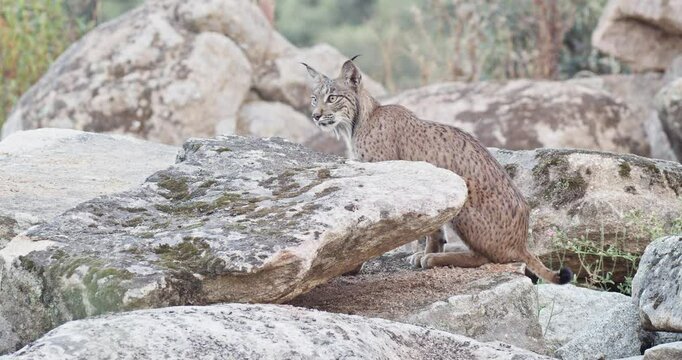 berian lynx (Lynx pardinus) in hunting position, in a Mediterranean landscape in the Sierra de And&uacute;jar, Andaluc&iacute;a, Spanish.