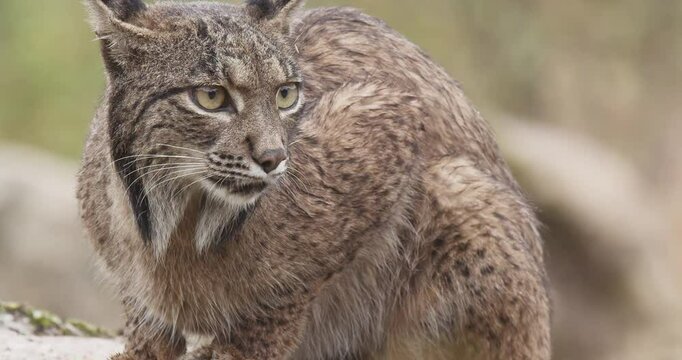 Iberian lynx (Lynx pardinus) in a Mediterranean landscape in the Sierra de And&uacute;jar, Andaluc&iacute;a, Spanish