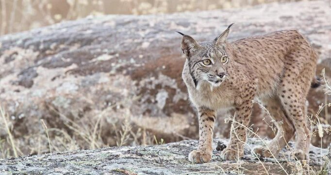Iberian lynx (Lynx pardinus) in a Mediterranean landscape in the Sierra de And&uacute;jar, Andaluc&iacute;a, Spanish.