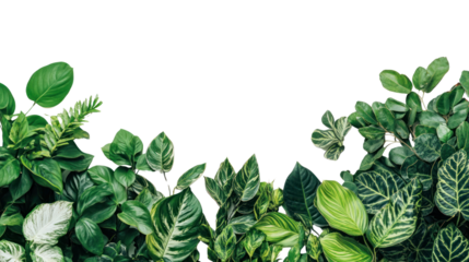 Lush greenery with various types of leaves on a white isolated background.