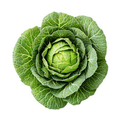 Obraz premium Fresh Green Cabbage with Textured Leaves and Circular Shape Isolated on a White Background for Healthy Food Concepts
