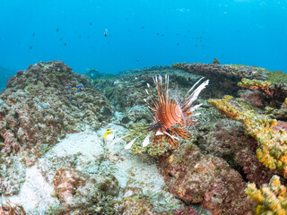 美しく大きなハナミノカサゴ（ミノカサゴ亜科）他。
英名学名：Red Lionfish (Pterois volitans)
岩場に集まる、美しいソラスズメダイ（スズメダイ科）他の群れ。
英名学名：Heavenly Damselfish (Pomacentrus coelestis)
東京都伊豆諸島式根島-2024
