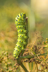 Swallowtail caterpillar