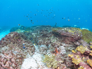 美しく大きなハナミノカサゴ（ミノカサゴ亜科）他。
英名学名：Red Lionfish (Pterois volitans)
岩場に集まる、美しいソラスズメダイ（スズメダイ科）他の群れ。
英名学名：Heavenly Damselfish (Pomacentrus coelestis)
東京都伊豆諸島式根島-2024
