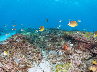 美しく大きなハナミノカサゴ（ミノカサゴ亜科）他。
英名学名：Red Lionfish (Pterois volitans)
岩場に集まる、美しいソラスズメダイ（スズメダイ科）他の群れ。
英名学名：Heavenly Damselfish (Pomacentrus coelestis)
東京都伊豆諸島式根島-2024
