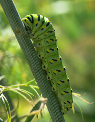 caterpillar on a branch