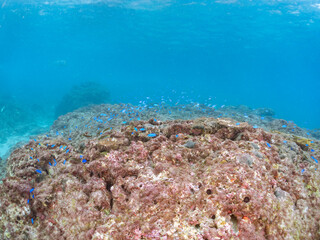 岩場に集まる、美しいソラスズメダイ（スズメダイ科）他の群れ。
英名学名：Heavenly Damselfish (Pomacentrus coelestis)
東京都伊豆諸島式根島-2024
