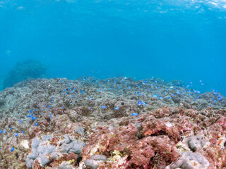 岩場に集まる、美しいソラスズメダイ（スズメダイ科）他の群れ。
英名学名：Heavenly Damselfish (Pomacentrus coelestis)
東京都伊豆諸島式根島-2024
