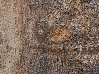 old wood texture
