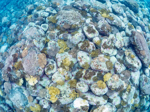 美しいウスエダミドリイシ（ミドリイシ科）の群生と熱帯魚の群れ。
本来はもっと南方に生息する種だが、高水温化のため、この年に初めて確認された。
英名学名：Coral, Alveopora japonica Eguchi
東京都伊豆諸島式根島-2024
