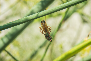 Predator and prey
