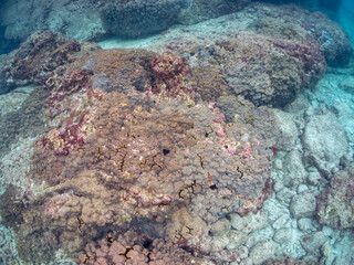 高海水温が続いているのでサンゴの白化現象が起きている。
美しい巨大なルリサンゴ（キクメイシ科）とエンタクミドリイシ（ミドリイシ科）の群生。
英名学名：Leptastrea purpurea, 
Table coral, Leptastrea purpurea
東京都伊豆諸島式根島-2024
