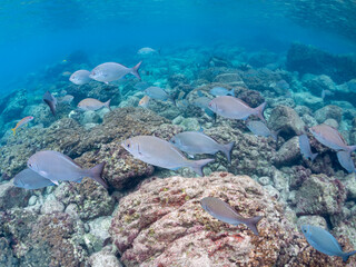 美しいメジナ、イスズミ（イスズミ科）他の群れ,
英名学名：Sawtail (Prionurus scalprum) Largescale Blackfish, Girella punctata
東京都伊豆諸島式根島-2024
